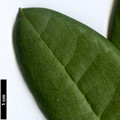 SpeciesSub: subsp. aeruginosum